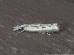 Microcrambus kimballi