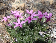 Phlox douglasii