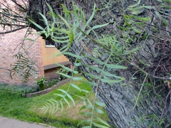 Schinus molle