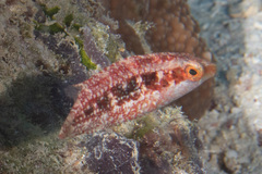 Oxycheilinus bimaculatus