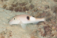 Parupeneus pleurostigma