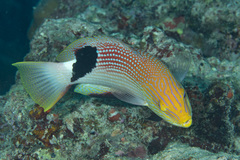 Bodianus loxozonus
