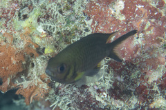 Chromis weberi