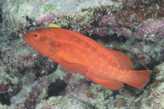 Cephalopholis spiloparaea