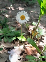 Erigeron longipes