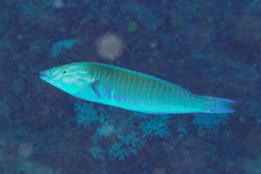 Hologymnosus doliatus