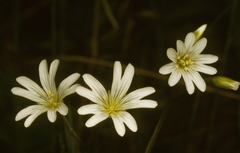 Cerastium velutinum