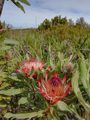 Protea susannae