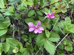 Rubus arcticus acaulis