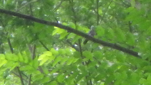 iNaturalist image