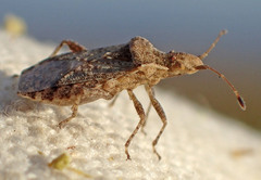 Aufeius impressicollis
