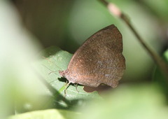 Godartiana muscosa