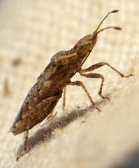 Aufeius impressicollis