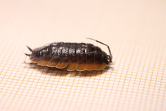 Porcellio duboscqui