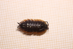 Porcellio duboscqui