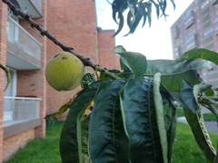 Prunus persica