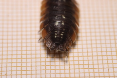 Porcellio duboscqui
