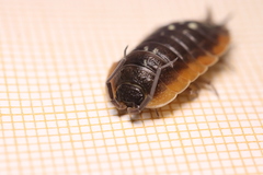 Porcellio duboscqui