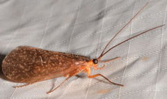 Pseudostenophylax sparsus