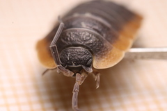 Porcellio duboscqui