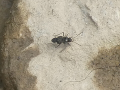 Macrosaldula variabilis