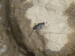 Macrosaldula variabilis