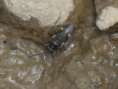 Macrosaldula variabilis