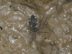 Macrosaldula variabilis