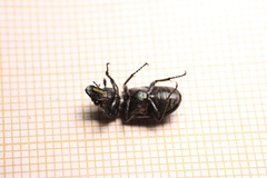Platycerus caprea