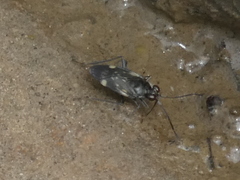 Macrosaldula variabilis