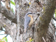Sitta europaea caucasica