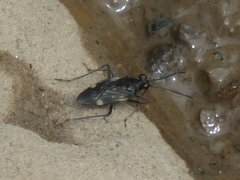 Macrosaldula variabilis