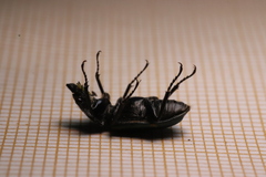 Platycerus caprea