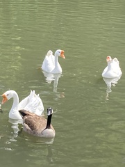 Anser cygnoides domesticus