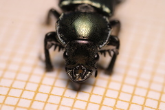 Platycerus caprea