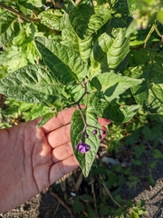 Solanum dulcamara