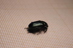 Platycerus caprea