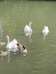 Anser cygnoides domesticus