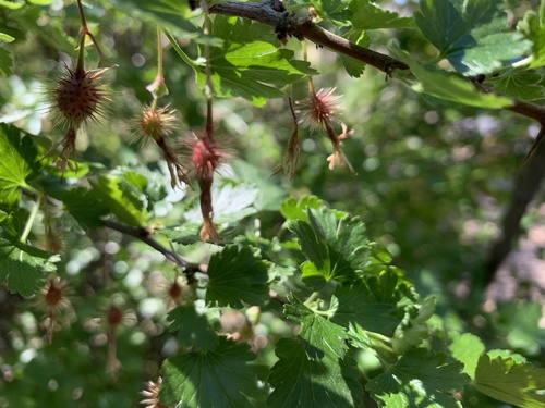 iNaturalist observation photo of hillside gooseberry
