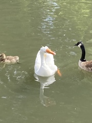 Anser cygnoides domesticus