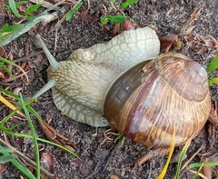 Helix pomatia