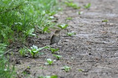 Catharus fuscescens