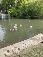 Anser cygnoides domesticus