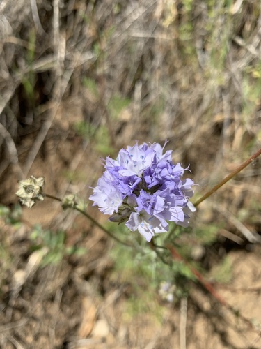 iNaturalist observation photo of California gilia