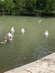 Anser cygnoides domesticus