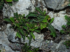 Asplenium ceterach ceterach