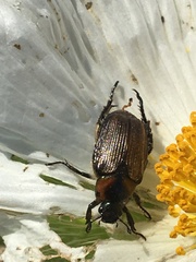 Strigoderma arbicola