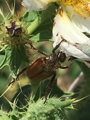Strigoderma arbicola