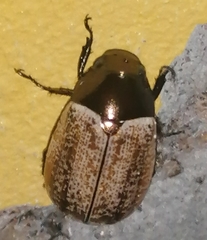 Anomala flavipennis