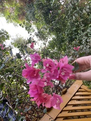 Bougainvillea